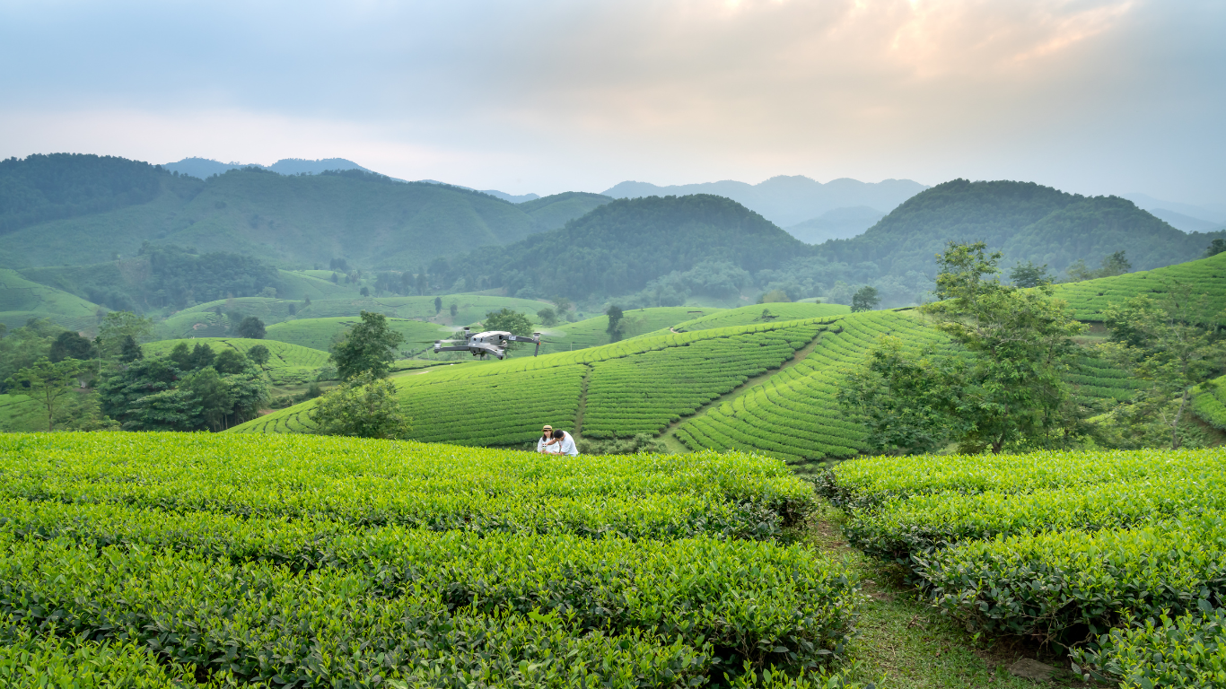 Tea Plantations