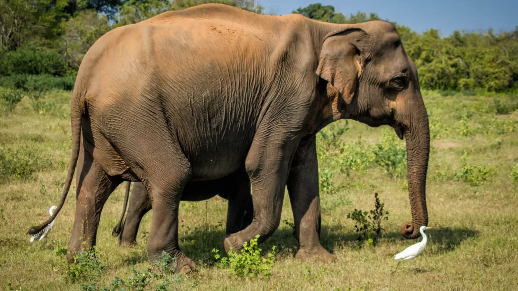 Udawalawe national