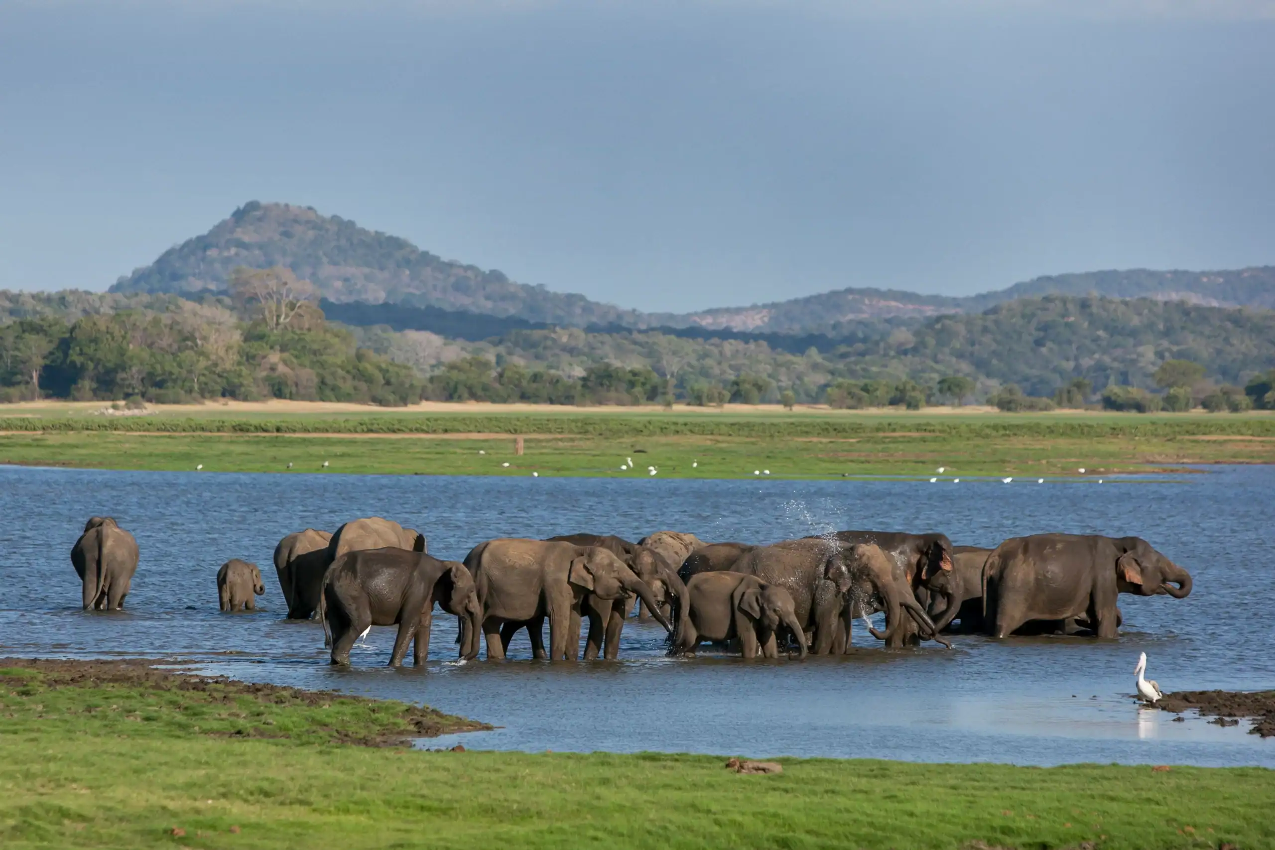 Minneriya National Park
