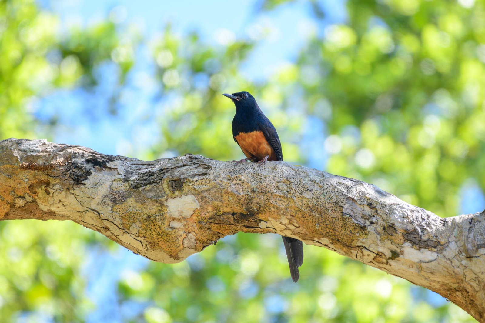 yala birdwatching
