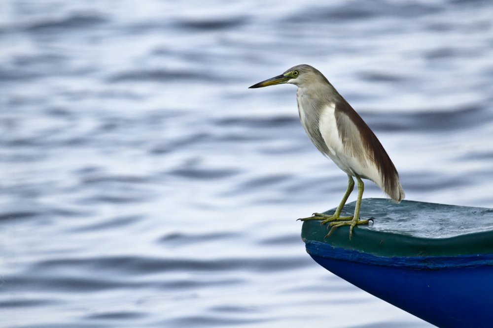 Batticaloa Bird Watching