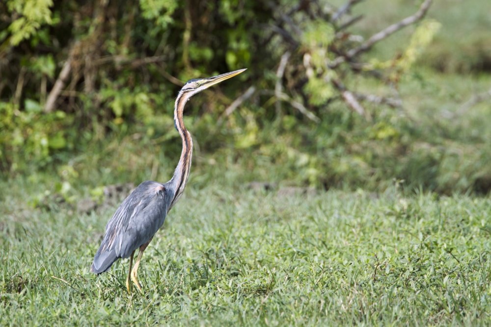 Batticaloa Bird Watching 2