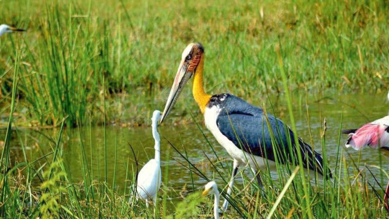 Bundala_National_Park_Bird_Watching