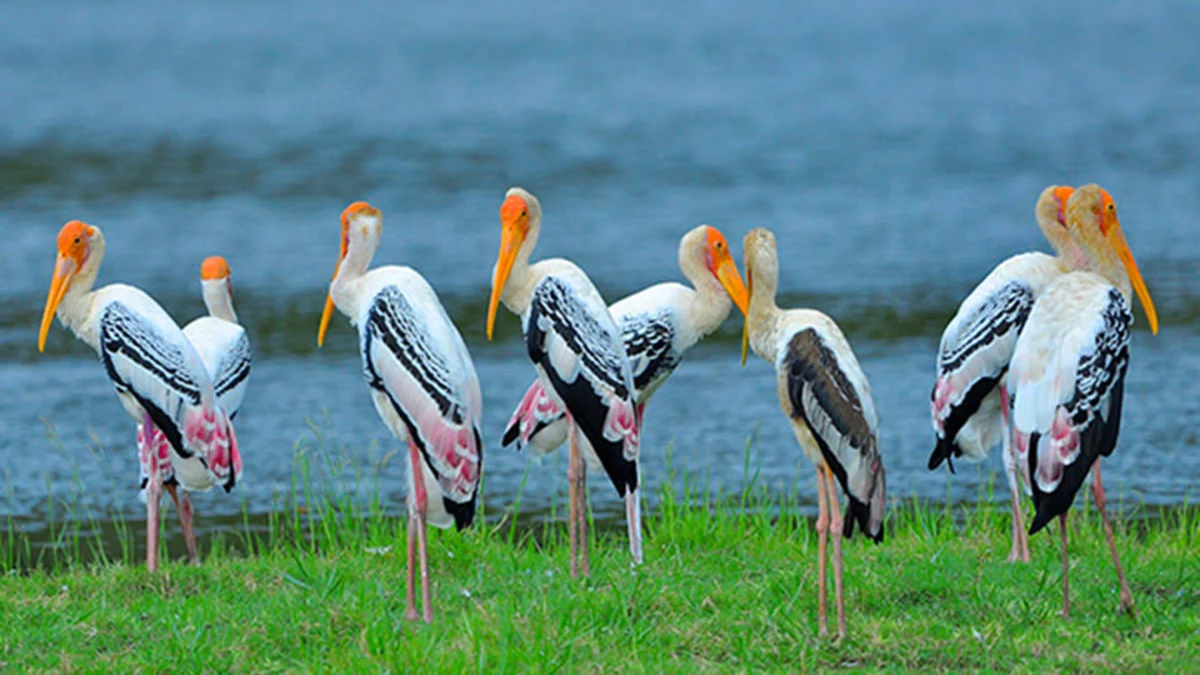 Bundala_National_Park_Bird_Watching_2