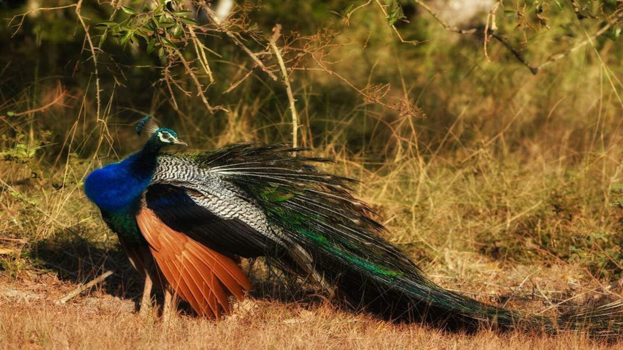 Bundala_National_Park_Bird_Watching_3