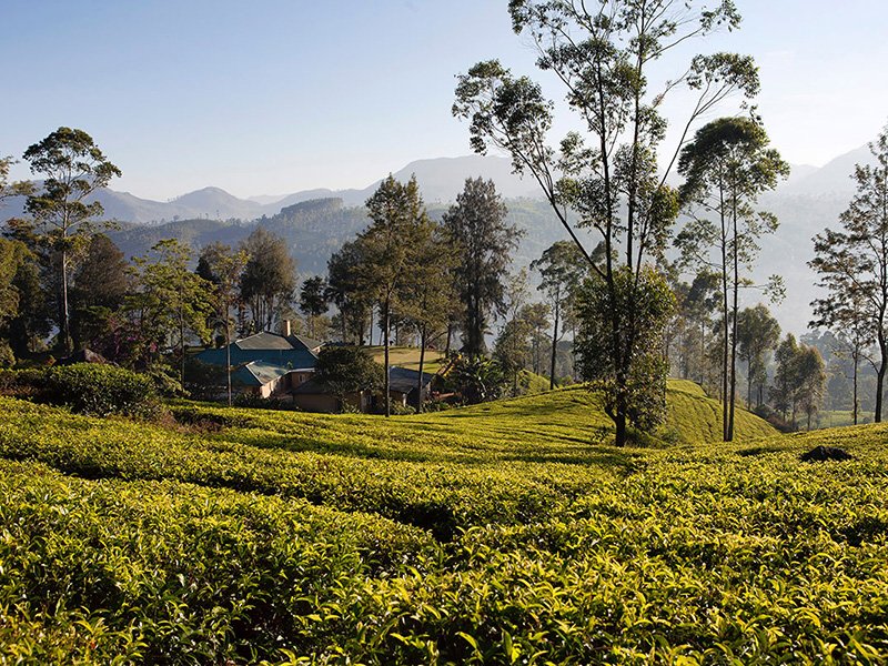 Colonial_Era_Tea_Estate