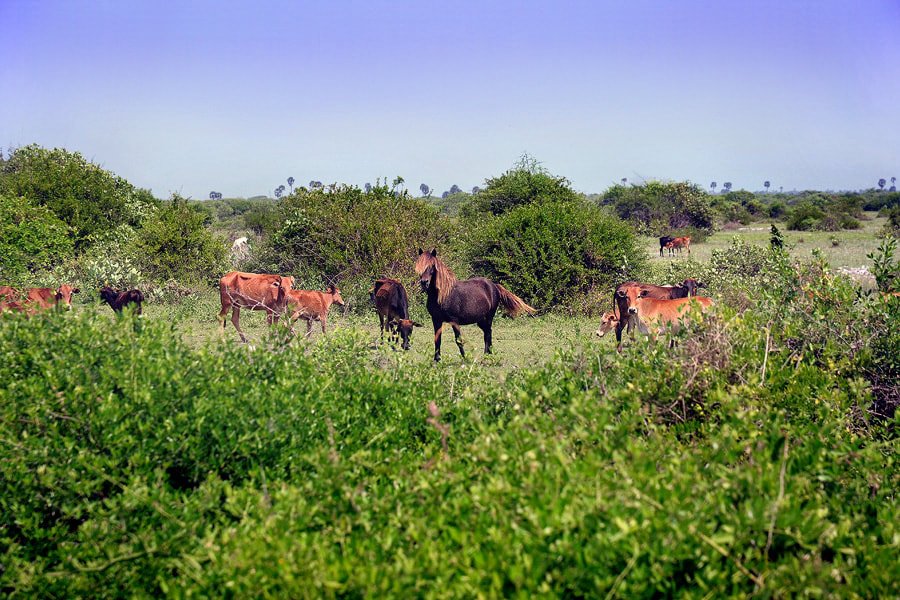 Delft Island - Wild Porkies