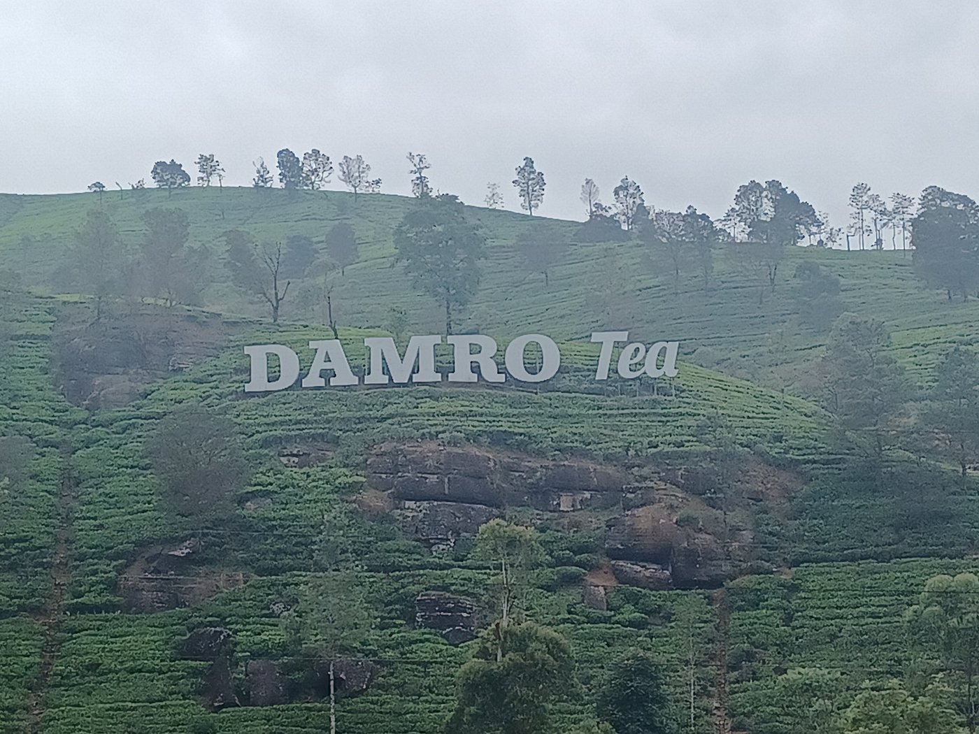 Ella Tea Estate