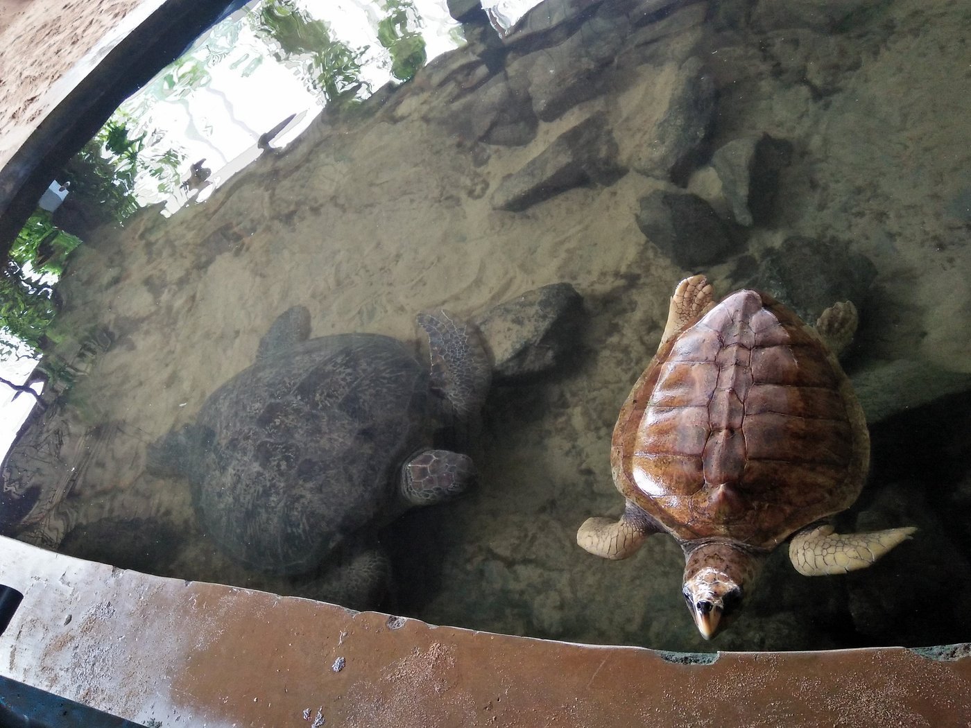 Galle Turtle Hatchery