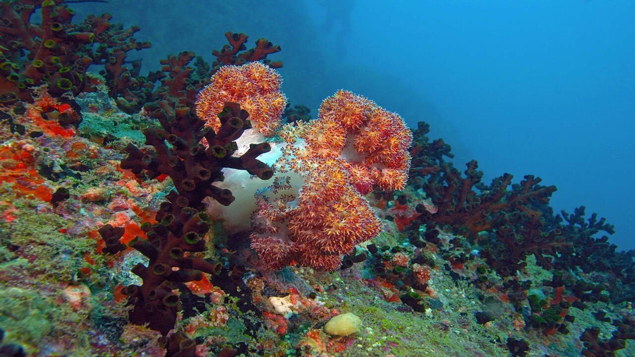 Hikkaduwa Corals