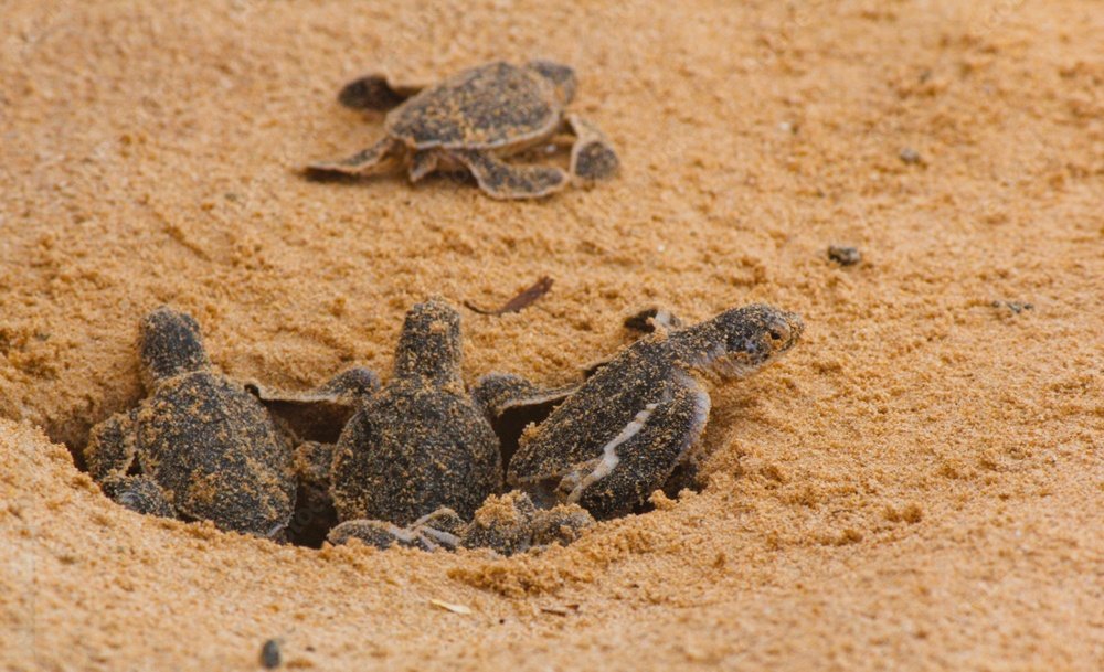 Hikkaduwa Turtle Hatchery