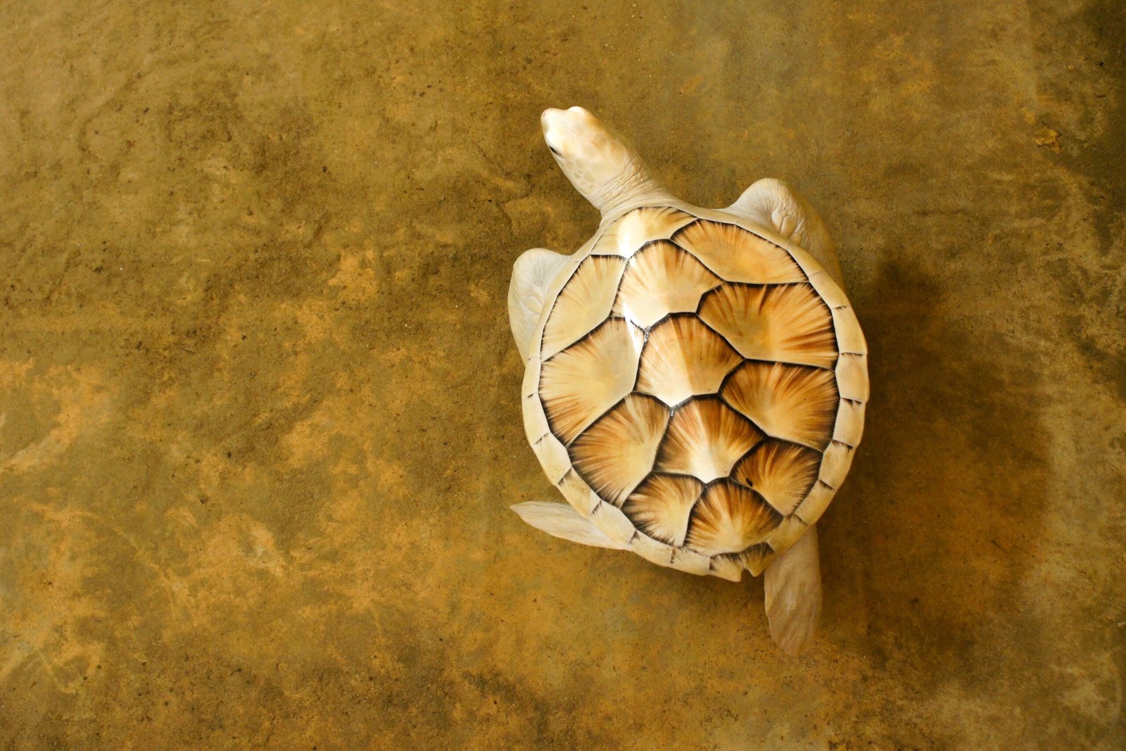 Albino sea turtle, Kosgoda Turtle Centre, Kosgoda, Sri Lanka