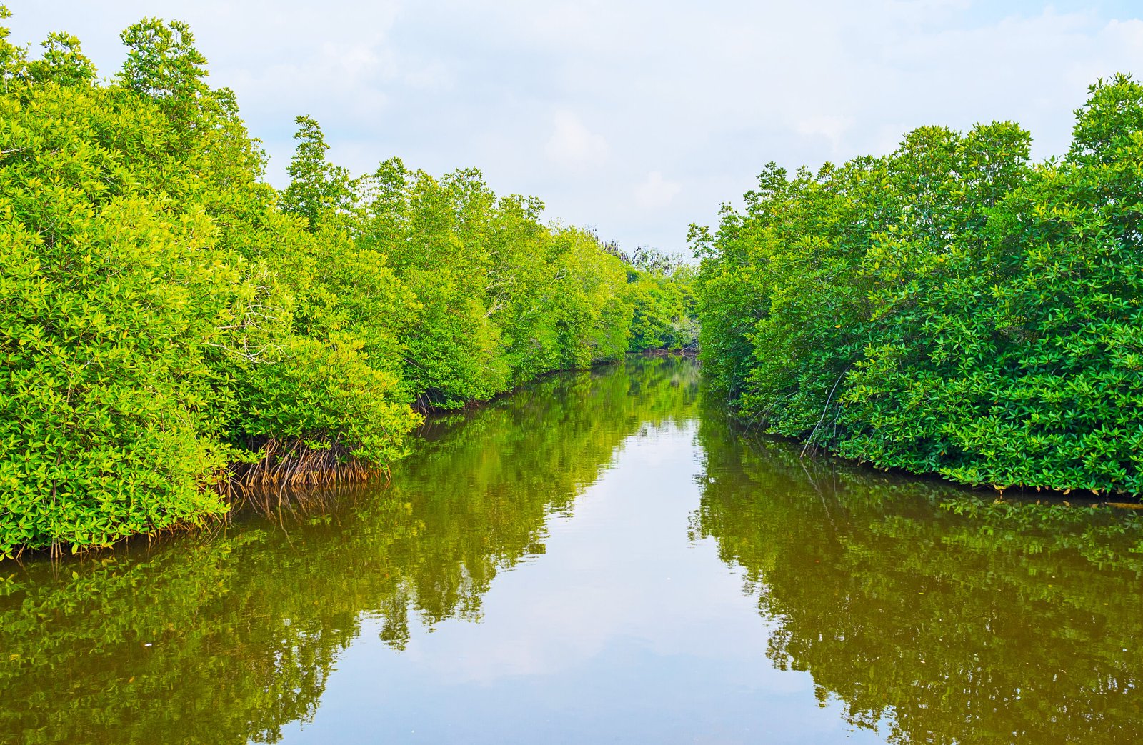 The banks of Madu river occupied with the lush mangrove forests, interesting place to discover on boat, Sri Lanka.