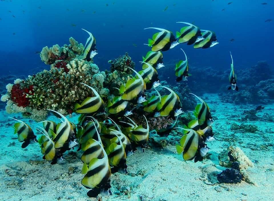 Pegion Island Coral Reaf 2