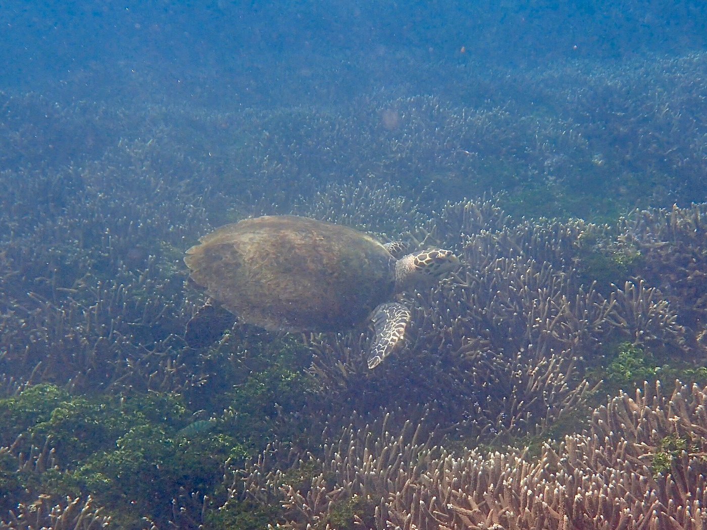 Pegion Island Coral Reaf