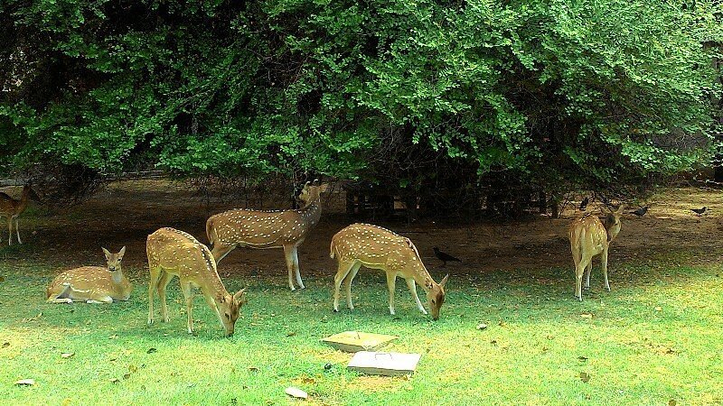 Pegion Island Museum 2