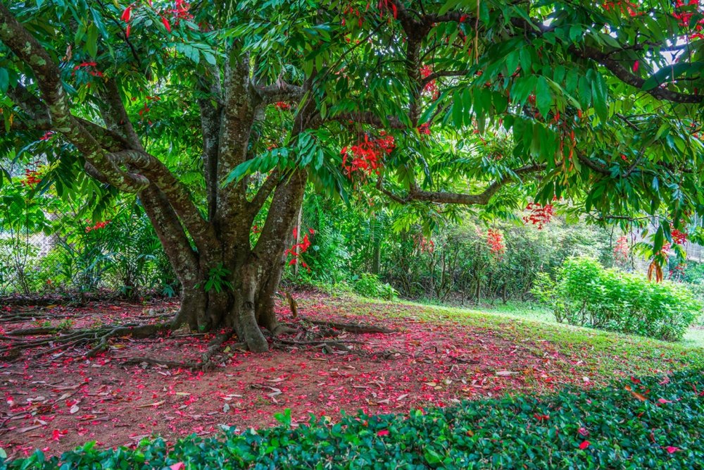 Royal Botanical Garden