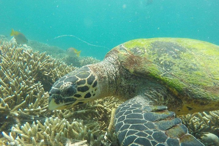 Snorkeling Pegion Island 2