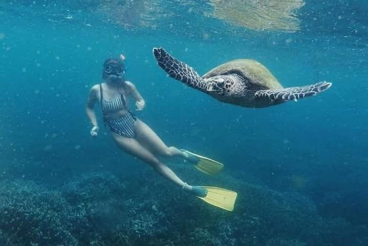Snorkeling Pegion Island
