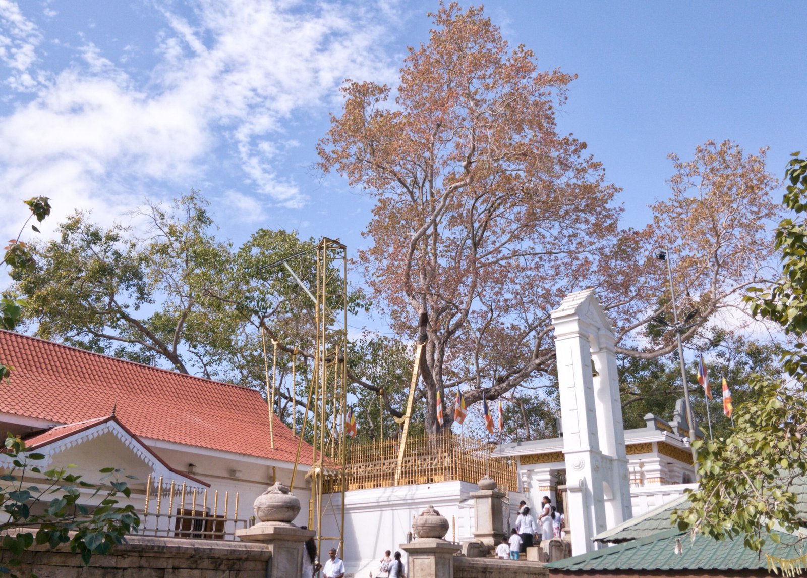 sri maha bhodi sri lanka