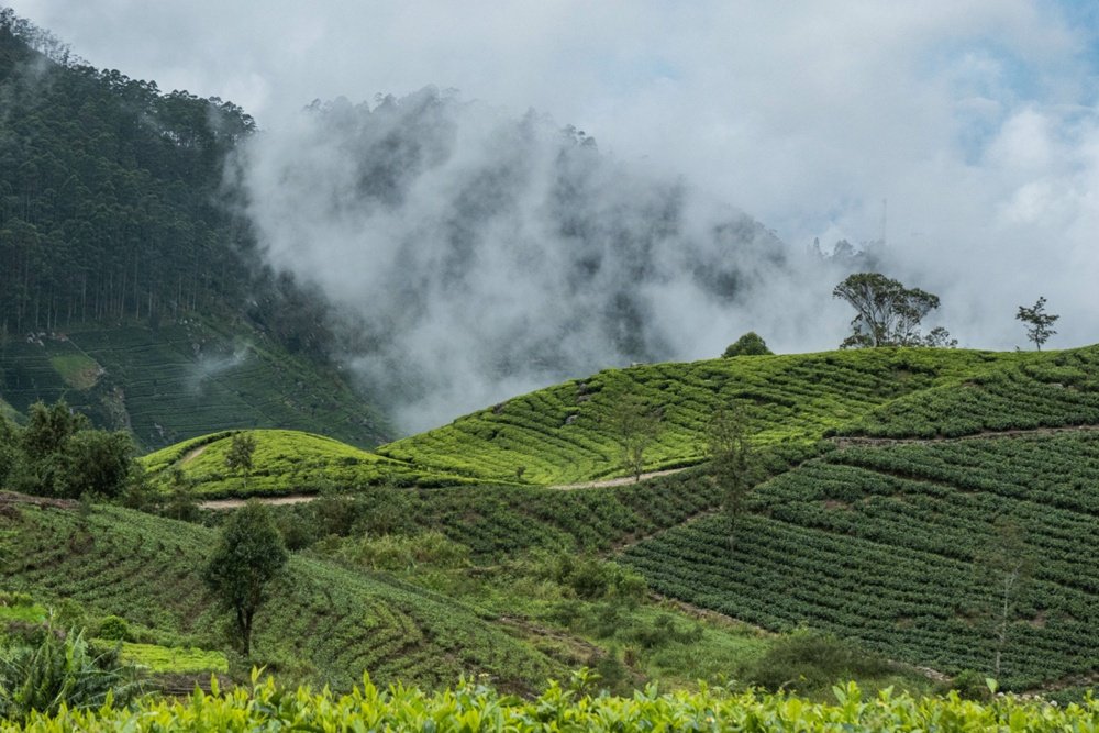 Tea_Estates