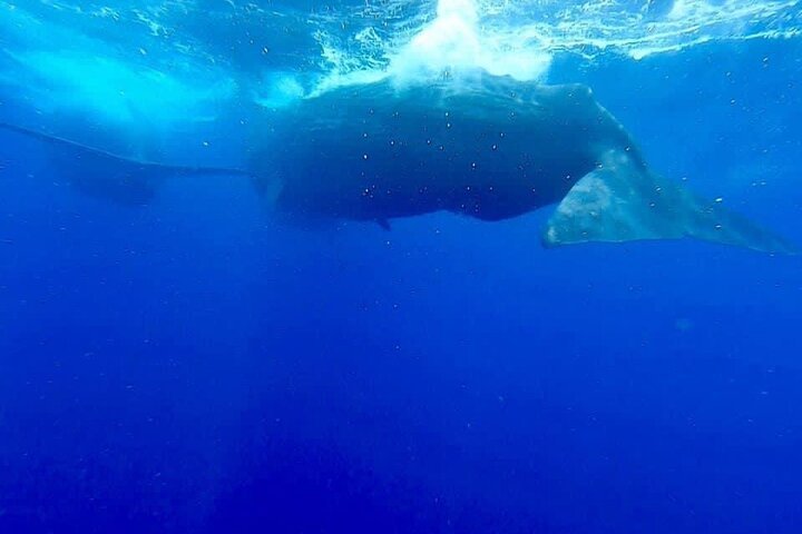 Whale Watching Trincomalee 2