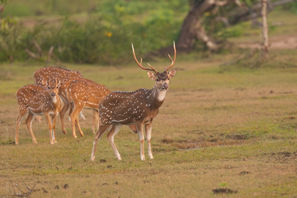 Wilpattu_Deer_Watching