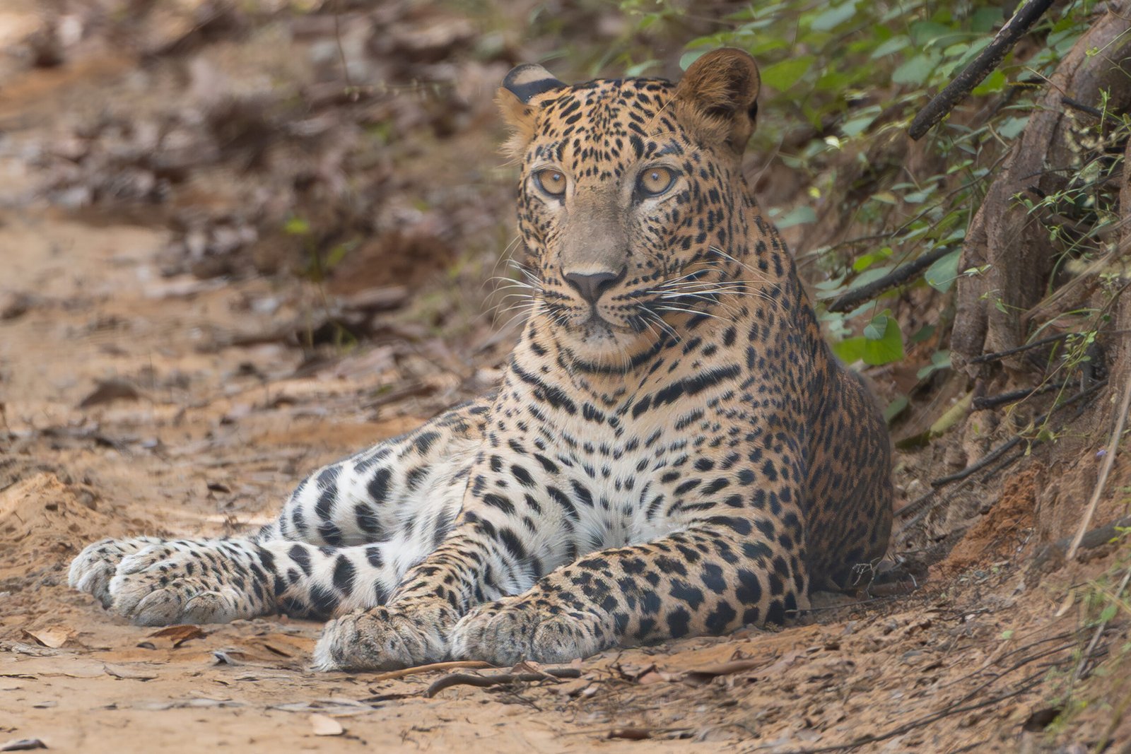 Sri Lankan leopard - Panthera pardus kotiya lying on road and observing surroundings. Photo from Wilpattu National Park in Sri Lanka. Vulnerable species.