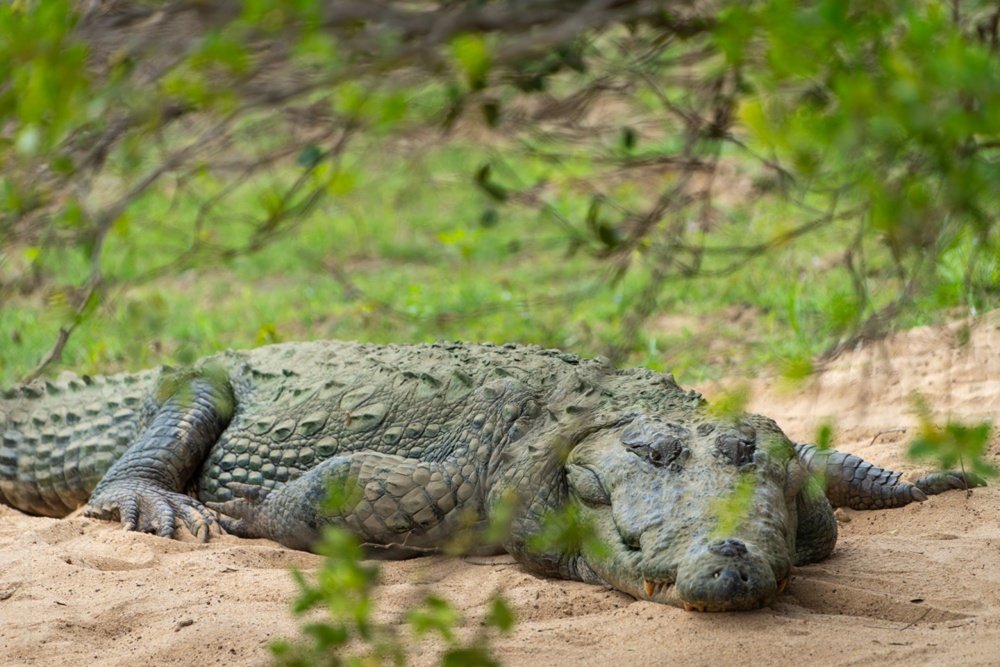 Yala Crocodiles