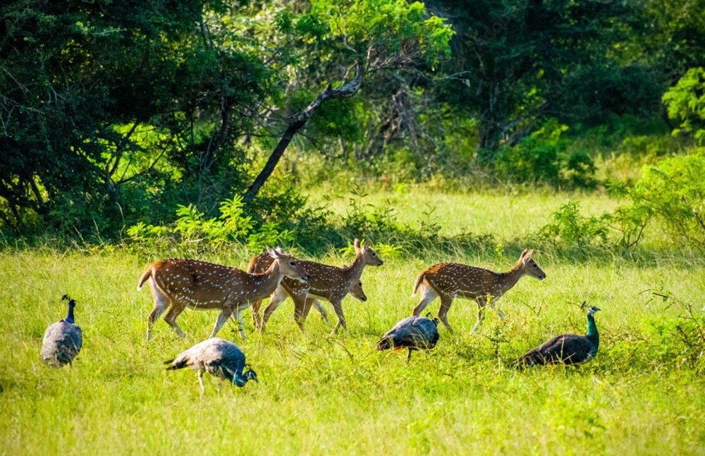 Yala National Park