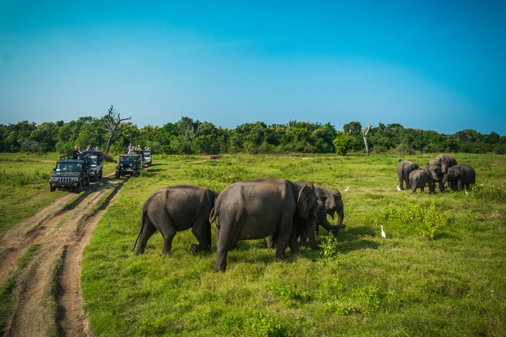 Yala elephant