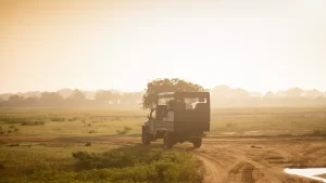 yala-300x169