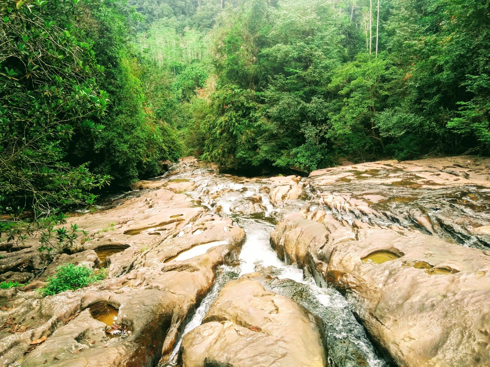 Makandawa Rain forest