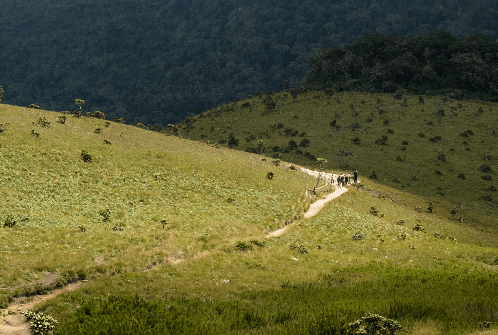 Nuwara Eliya Horton Plains