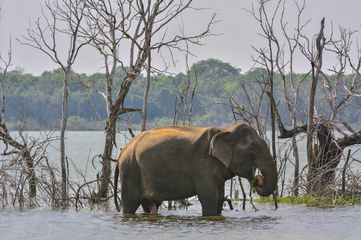 Wilpattu national park elephant